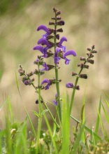 Wiesensalbei