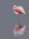 Flamingo schmuckvoll
