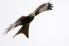 Scharfer Blick