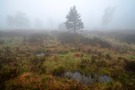 Seltsam im Nebel zu wandern