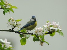 Meise in der Apfelblüte