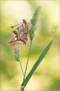 ~ Queen of Spain fritillary ~