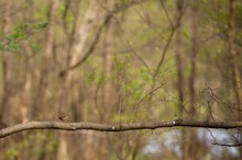 Ist das noch Vogel oder schon Landschaft?