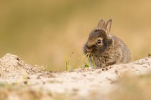 Wildkaninchen