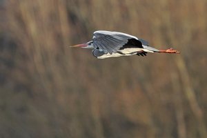 Graureiher im Flug