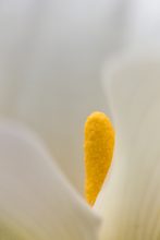 Zantedeschia aethopica