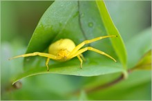 *Misumena vatia*