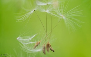 Filigrane Verknüpfung