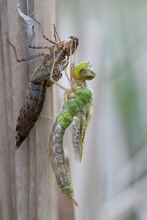 Anax imperator