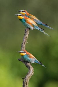 Es wird wieder bunt im Revier