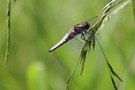 Libelle