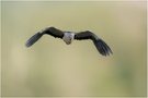 Rohrdommel im Anflug