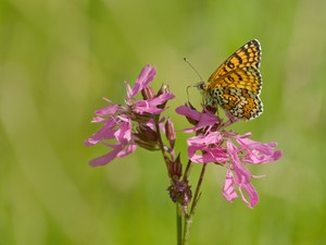 Melitaea cinxia