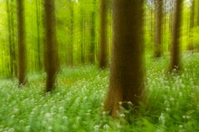 Im Bärlauchwald