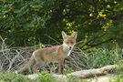 Jungfuchs