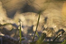 Wiesenlichtertanz