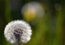 Pusteblume