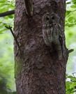 Baum mit Augen