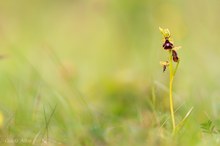 Ophrys insectifera