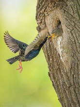 Stare (Sturnus vulgaris)