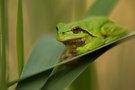 Hyla arborea