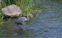 Der frühe Vogel fängt den Fisch