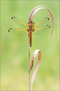 ~ Libellula fulva ~