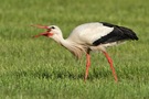 Weissstorch