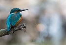 Eisvogel am Bach