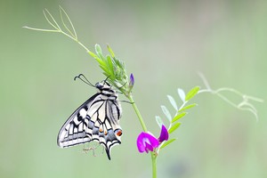 Mitreisender gesucht