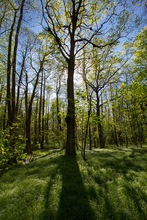 Eichenwald im Frühling