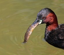 Mini-Kormoran