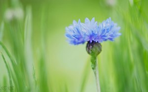 Blue