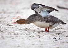 Abendgymnastik am Sandstrand