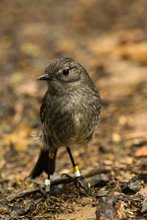 New Zealand Robin (w)