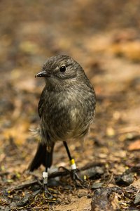 New Zealand Robin (w)