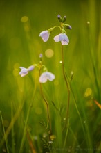 Cardamine