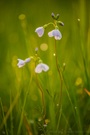 Cardamine