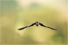 Zwergrohrdommel im Anflug