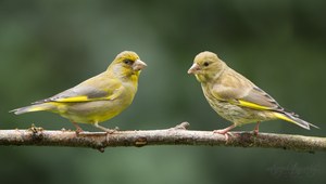 Geschwister…..