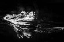 Wasserfrosch