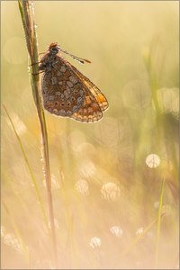 ~ Goldener Nebel ~