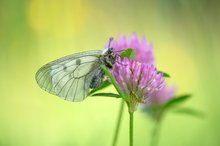 Parnassius mnemosyne