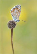 *Polyommatus bellargus*