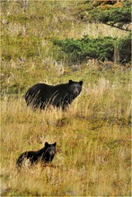 Blackbearmama mit Cub