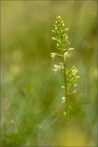 waldhyazinthe grünlich ( platanthera chlorantha )