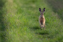 Ostern?