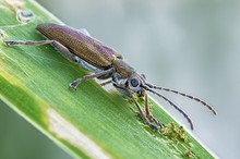 Schilfkäfer (Donacia semicuprea)