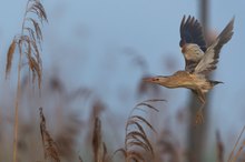 Nebelflug der Zwergdommel