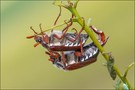 feldmaikäfer ( melolontha melolontha )